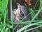 Nestling fieldfare lat. Turdus pilaris hiding in the grass