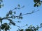 Nestling fieldfare lat. Turdus pilaris on a tree branch