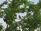 Nestling fieldfare lat. Turdus pilaris on a tree branch cherry-plum