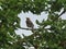 Nestling fieldfare lat. Turdus pilaris on a tree cherry-plum