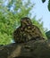 Nestling Gray Thrush Close-up