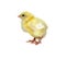 Nestling little yellow chick