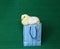 Nestling little yellow chick in blue gift pack