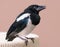 Nestling of magpie bird