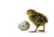 Nestling quail with egg