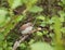 A nestling of the red-backed shrike on a branch among the leaves