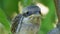 Nestling Sitting on a Tree Branch in Green Forest. Muzzle of Bird or Chick