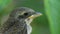 Nestling Sitting on a Tree Branch in Green Forest. Muzzle of Bird or Chick