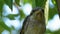 Nestling Sitting on a Tree Branch in Green Forest. Muzzle of Bird or Chick