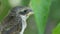 Nestling Sitting on a Tree Branch in Green Forest. Muzzle of Bird or Chick