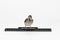 Nestling sparrow with a ruler looking frightened, isolated on w