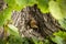 Nestling of thrush closeup