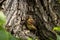 Nestling of thrush closeup