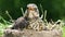 Nestling thrush Fieldfare in a nest