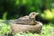 Nestling thrush Fieldfare sitting in a nest on a sunny summer day