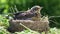 Nestling thrush fieldfare sitting in a nest on a sunny summer day