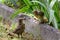 Nestlings with open beaks sit in the nest