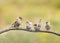 Nestlings, and the parent of a Sparrow sitting on a branch little beaks Agape