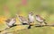 Nestlings, and the parent of a Sparrow sitting on a branch little beaks Agape