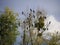 Nests of Great Cormorants above Cher Cherry Cross in Touraine