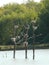 Nests of Great Cormorants on a pond at the animal park of Sainte Croix in Moselle