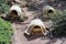 Nests for the penguins at Boulders Beach