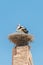 Nests platform with two white storks