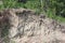 Nests of swallows in the sandy abrupt riverbank