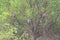 Nests of weavers hanging upon a thorne filled tree in a village. Very artistic work is put up by the birds to make them right