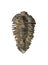 Nesuretus ovus, arthropod fossil