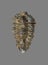 Nesuretus ovus, arthropod fossil