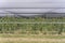 Net of hail protections at fruit tree plantation near Mt. Pisa, Otago, New Zealand