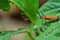 Net Winged beetle on broken green leaf, this insects has name Lycus trabeatus