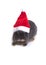 Netherland dwarf rabbit wearing red santa hat.