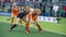 Netherlands beats Belgium during the Hockey World Cup 2014