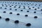 Netherlands, Bruinisse, Mussel, mussels farming in Oosterschelde estuary. Background Grevelingen Dam, part of Delta works and