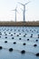 Netherlands, Bruinisse, Mussel, mussels farming in Oosterschelde estuary. Background Grevelingen Dam, part of Delta works and