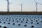 Netherlands, Bruinisse, Mussel, mussels farming in Oosterschelde estuary. Background Grevelingen Dam, part of Delta works and