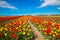 The Netherlands flower industry. Spring flowers of tulips.