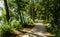 Netherlands, Goes. Lake landscape : the path that runs along the perimeter of the lake is surrounded by the foliage of the trees,