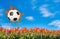 netherlands holland orange football on tulip flower field