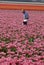 NETHERLANDS_OLD MAN PICKING TULIPS FLOWERS