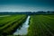 Netherlands, South Holland, a train traveling through a lush green field