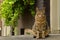 The Netherlands, Tabby cat sitting on the doorstep