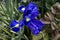 Netted Iris in Alhambra Garden Spain