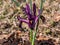 The netted iris or golden netted iris (Iris reticulata) \\\'George\\\' with deep violet-purple petals