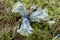 Netted Iris reticulata Katharine Hodgkin pale blue flower in moss