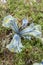 Netted Iris reticulata Katharine Hodgkin a yellow blotched pale blue flower