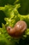 Netted slug eating a lettuce leaf - macro