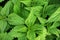 Nettle background